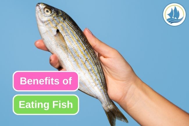 The 10 Best Benefits of Eating Fish Regularly